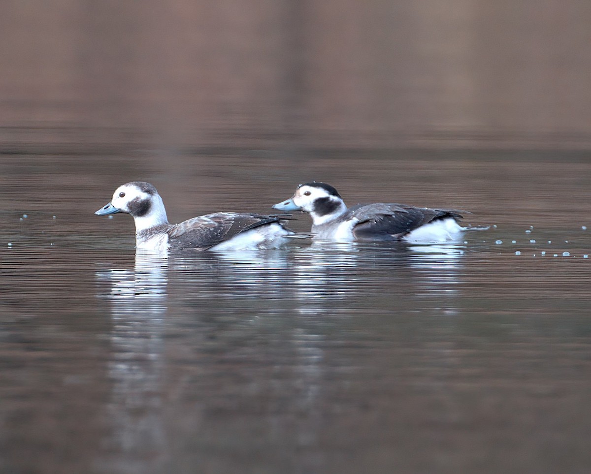 Long-tailed Duck - ML628155915
