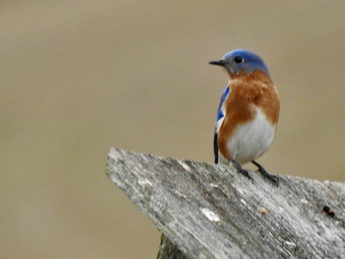 Eastern Bluebird - ML628155919