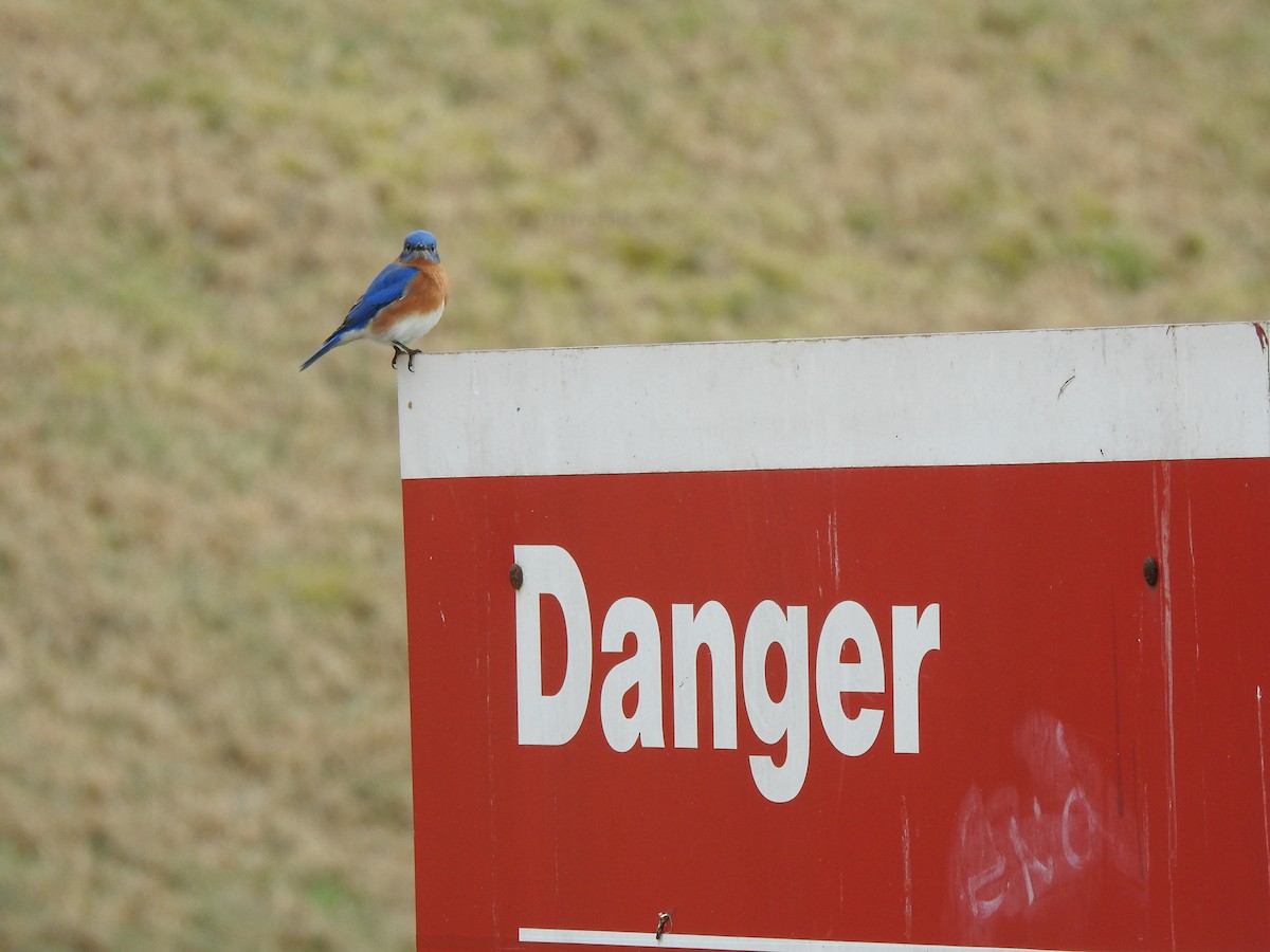 Eastern Bluebird - ML628155920