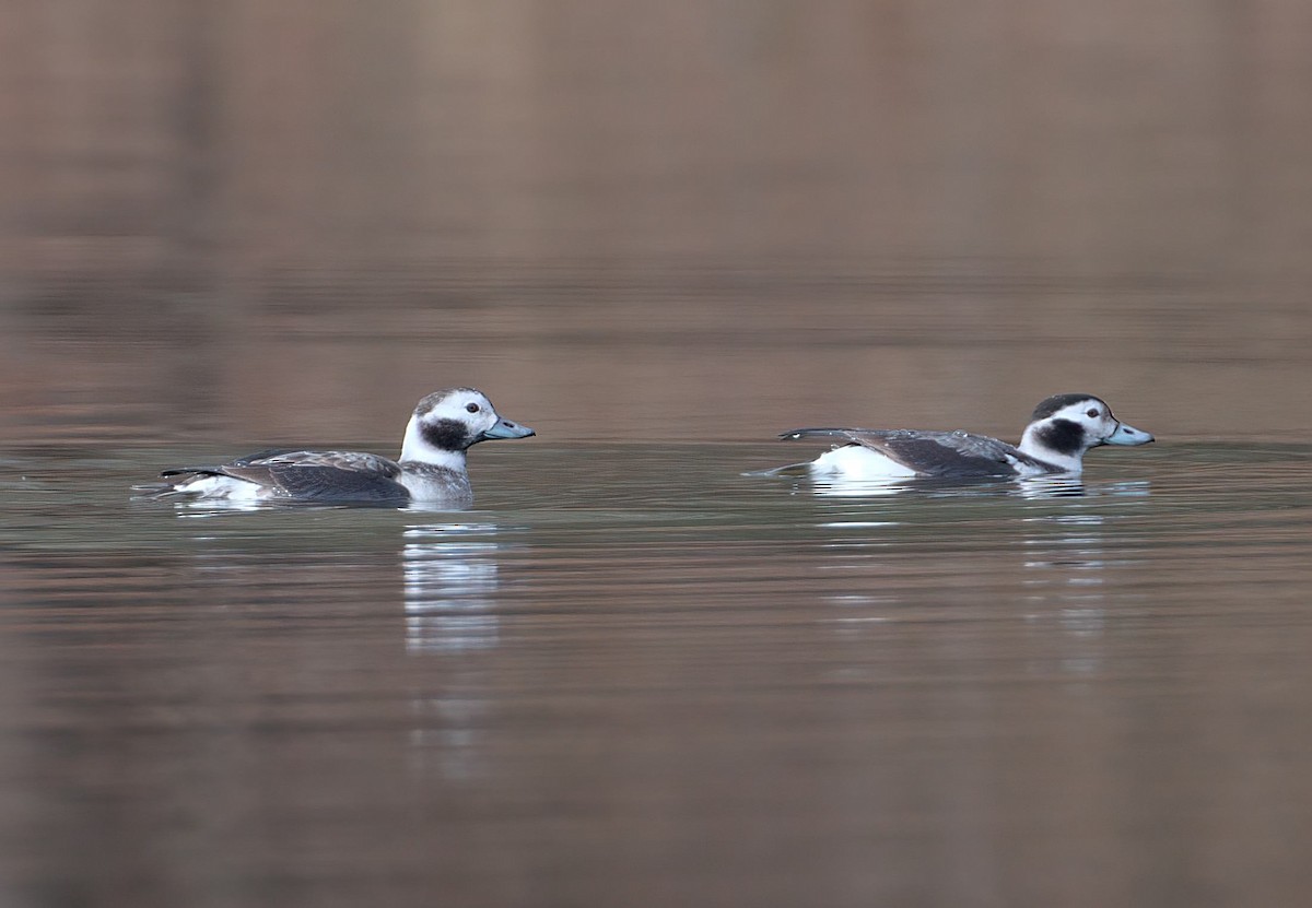 Long-tailed Duck - ML628155923