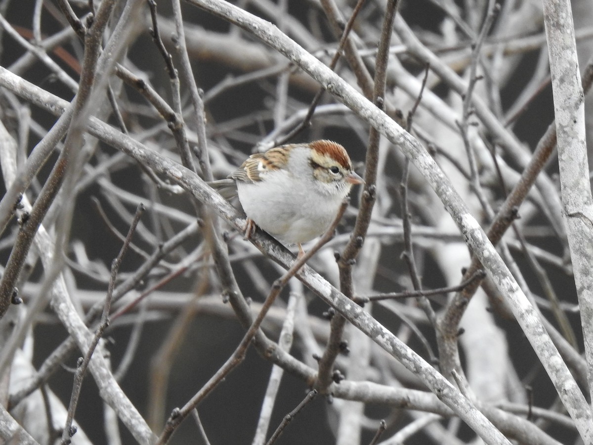 Chipping Sparrow - ML628155925