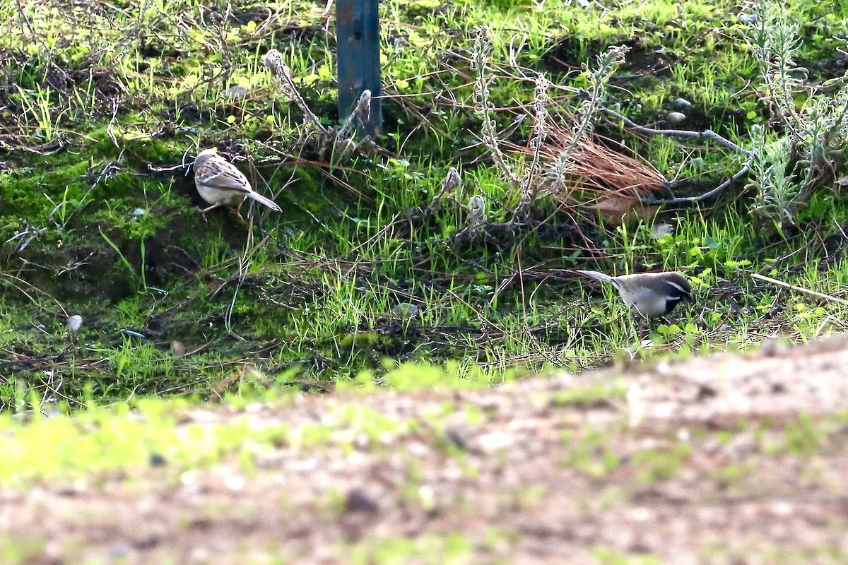 Black-throated Sparrow - ML628155958