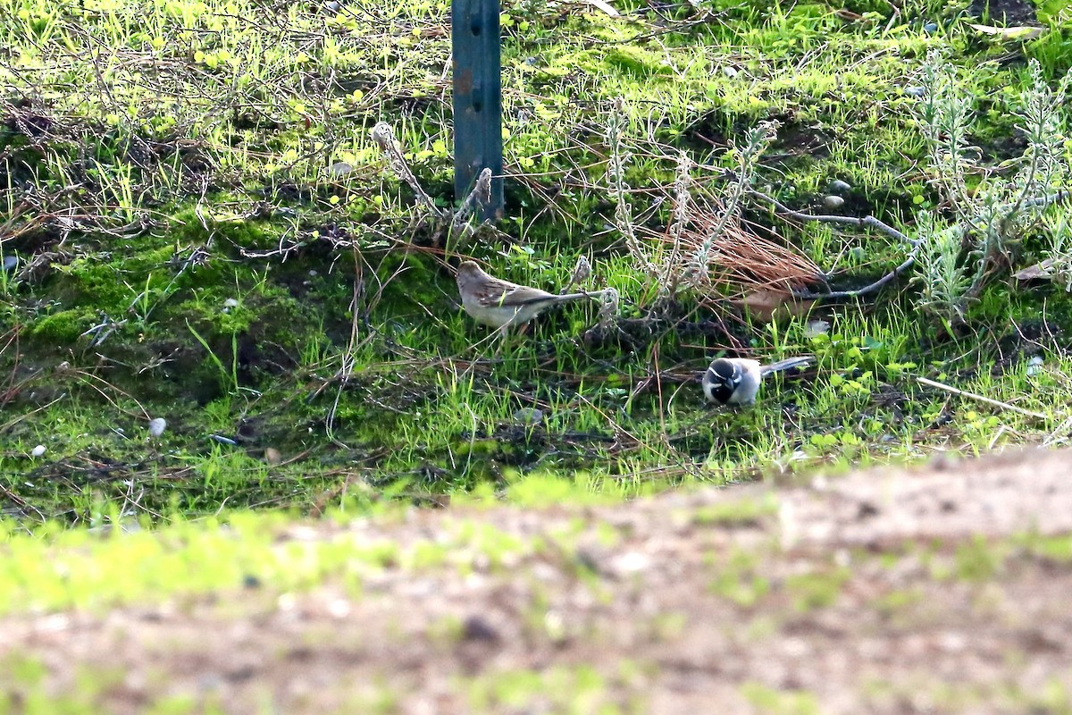 Black-throated Sparrow - ML628155959