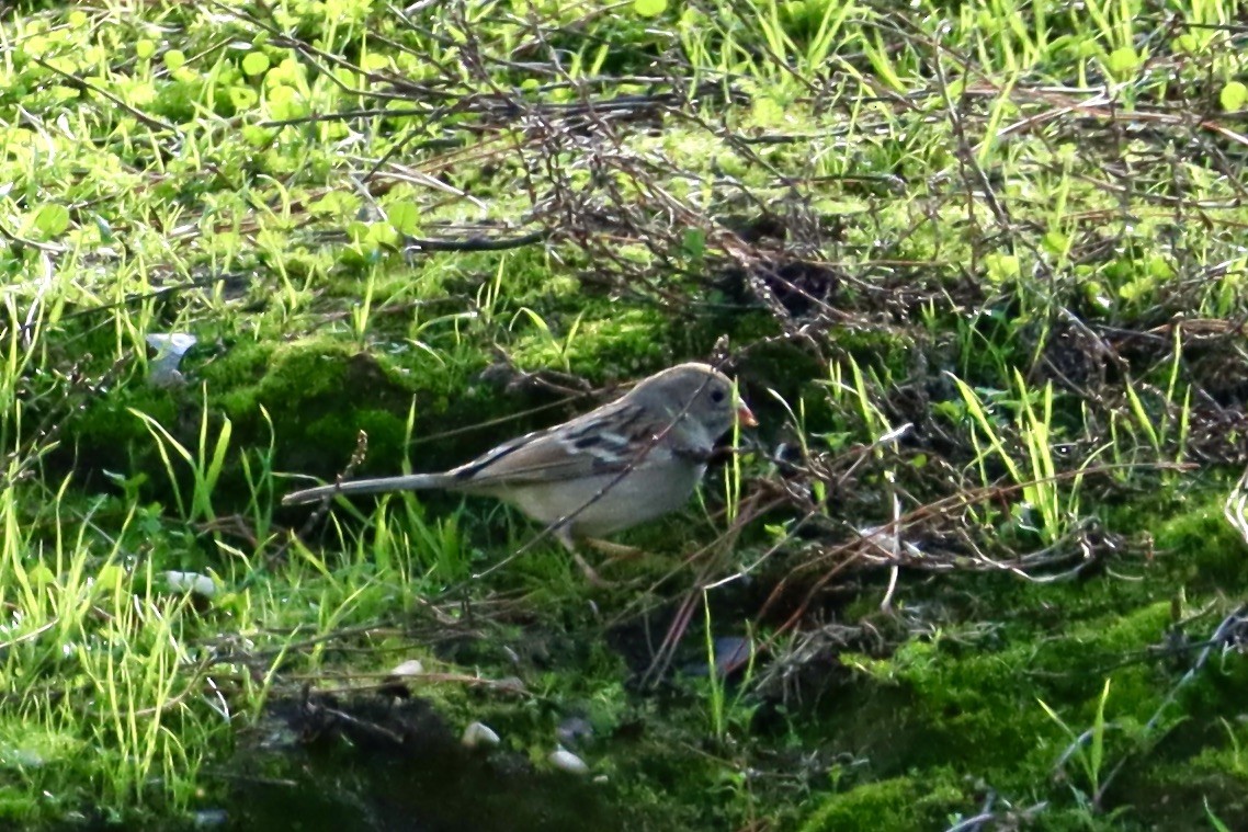 Field Sparrow - ML628155989