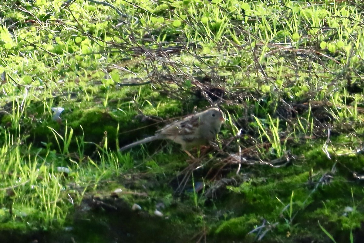 Field Sparrow - ML628155990