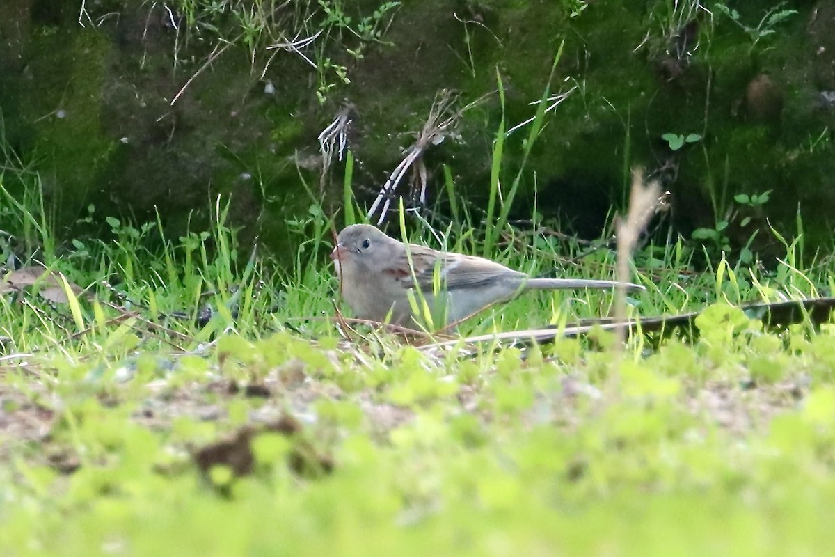 Field Sparrow - ML628155991