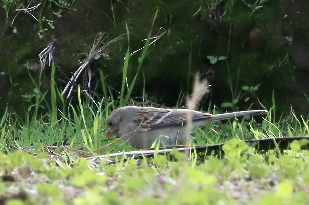 Field Sparrow - ML628155992