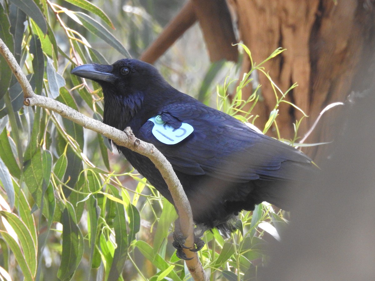 Common Raven - ML628156009