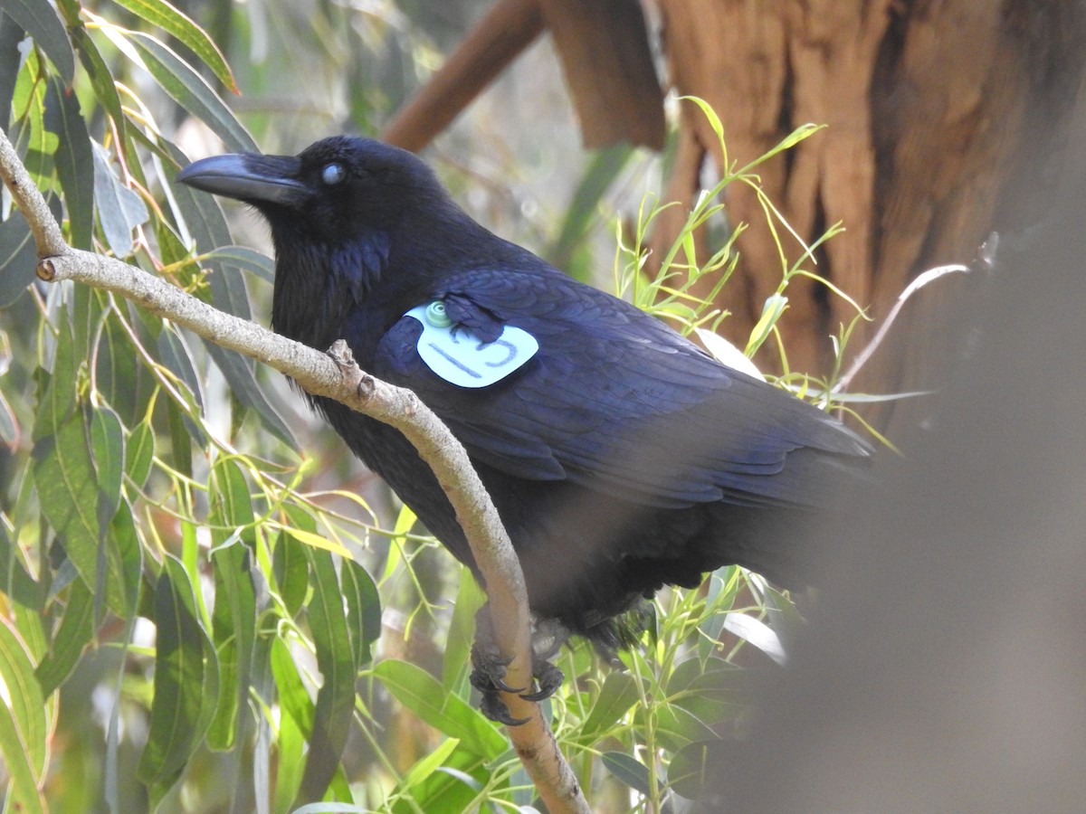 Common Raven - ML628156010