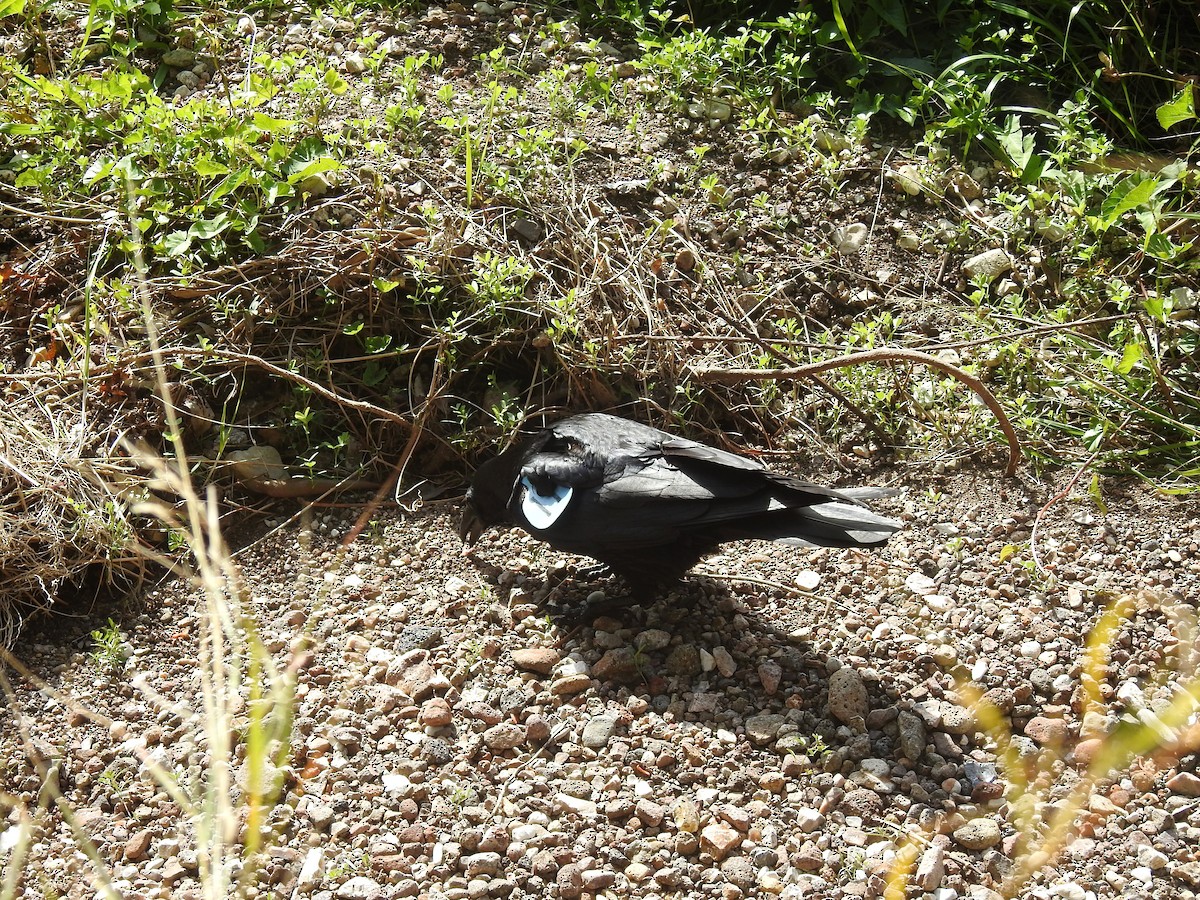 Common Raven - ML628156012