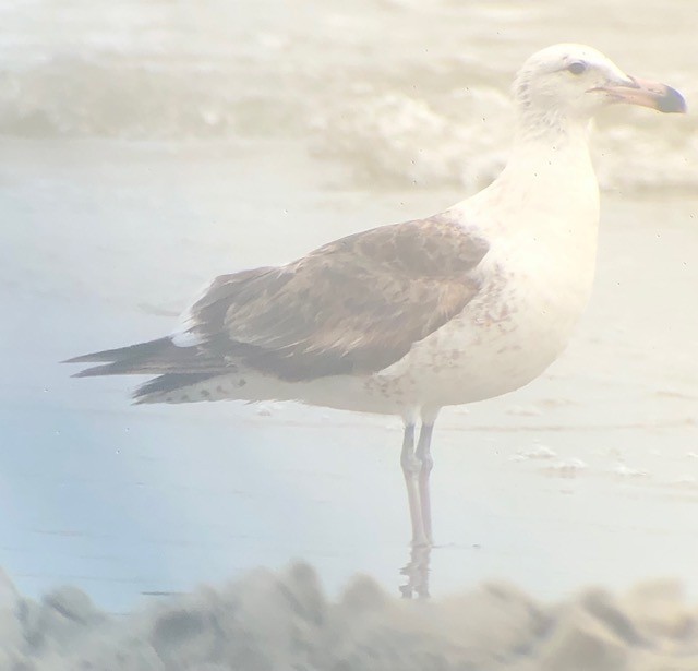 Kelp Gull - ML628156053