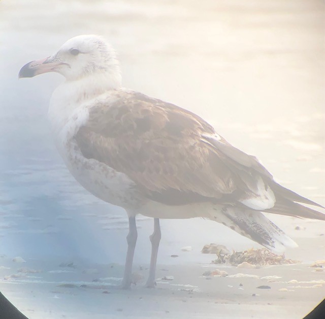 Kelp Gull - ML628156059