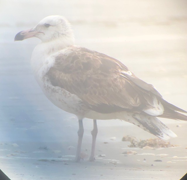 Kelp Gull - ML628156065