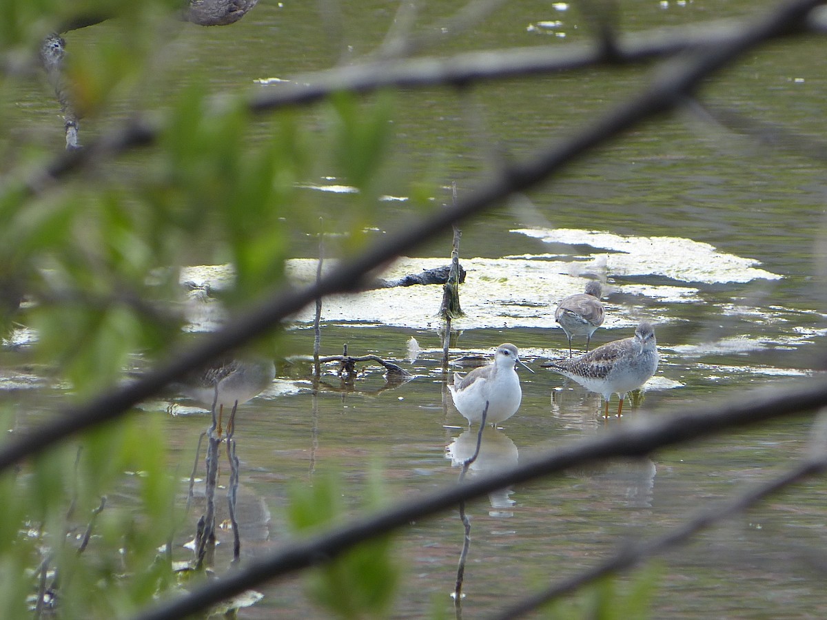 Wilson's Phalarope - ML628156096