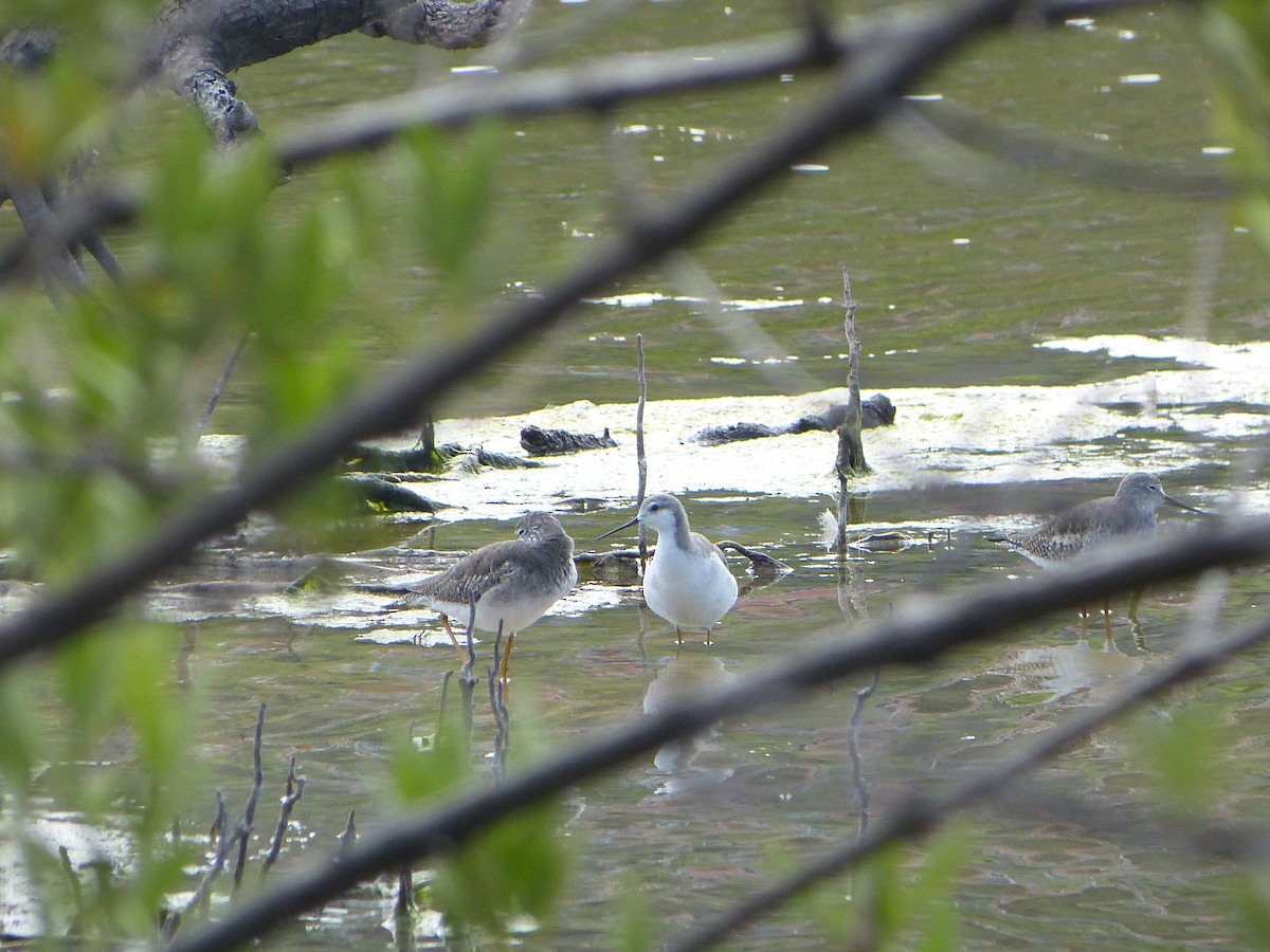 Wilson's Phalarope - ML628156113