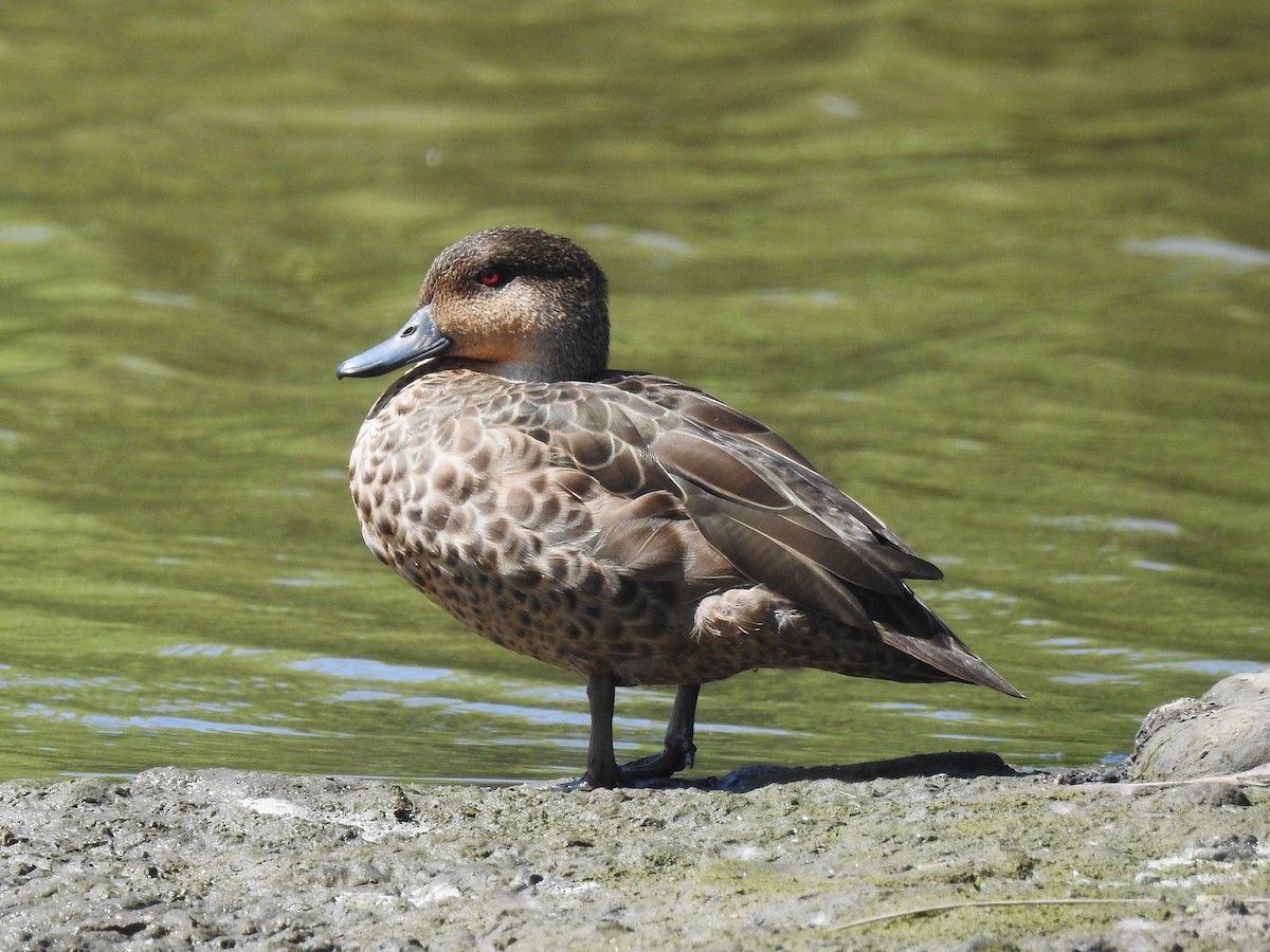 čírka bělohrdlá - ML628156127