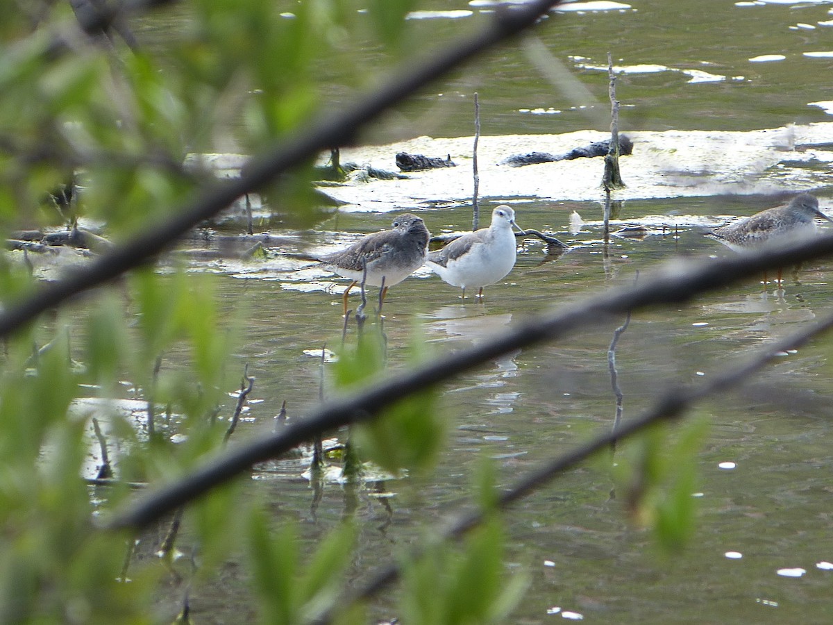 Wilson's Phalarope - ML628156128
