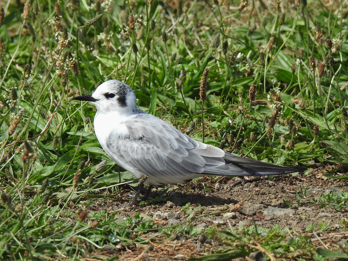 rybák bělokřídlý - ML628156133