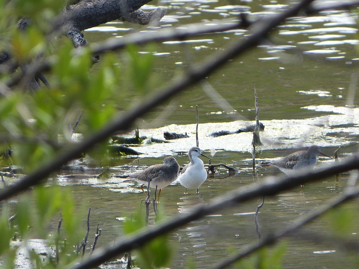Wilson's Phalarope - ML628156144