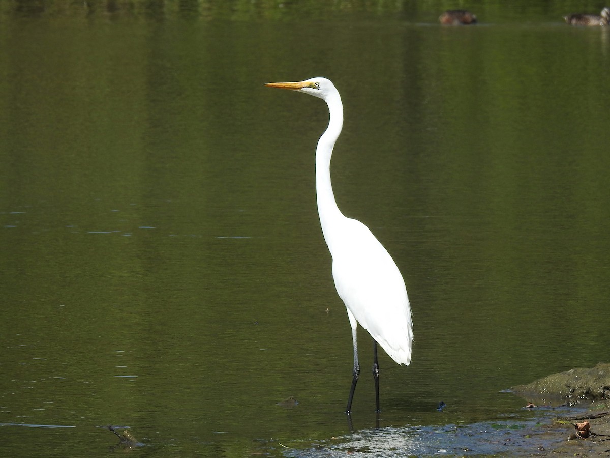 volavka bílá - ML628156145