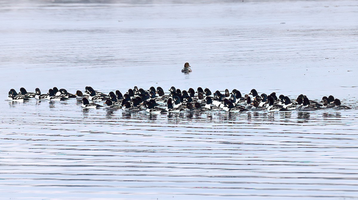 Barrow's Goldeneye - ML628156156