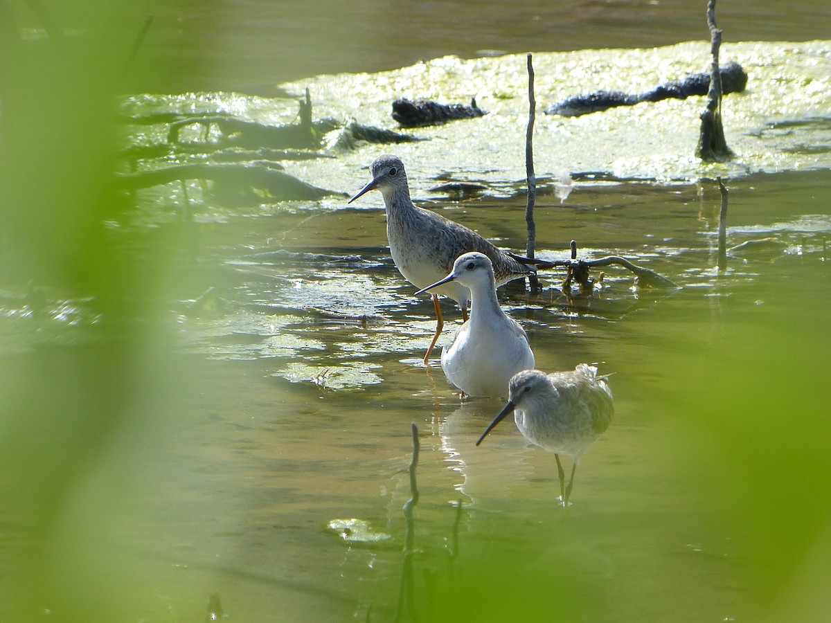 Wilson's Phalarope - ML628156158