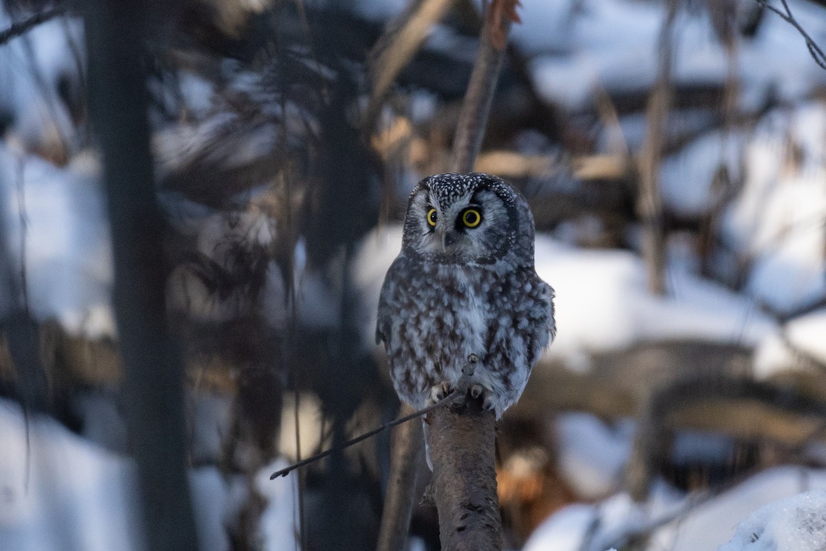 Boreal Owl - ML628156177