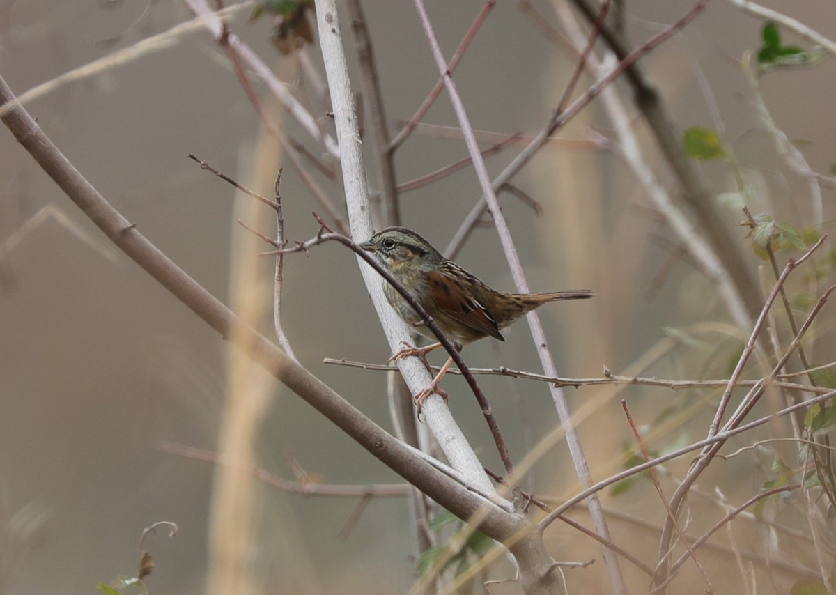 Swamp Sparrow - ML628156221