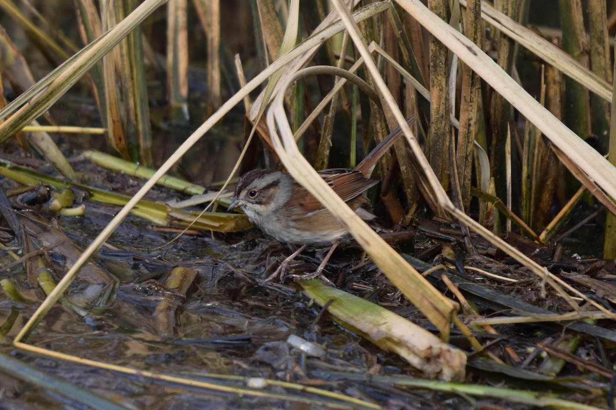 Swamp Sparrow - ML628156372