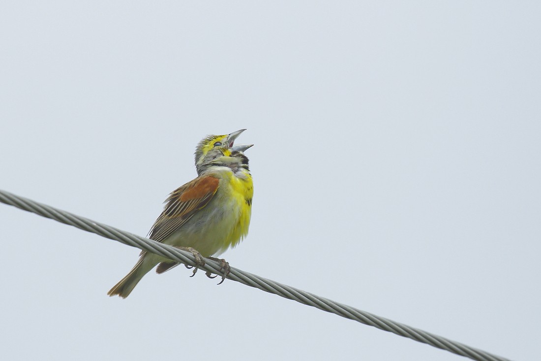 Dickcissel - ML62815641