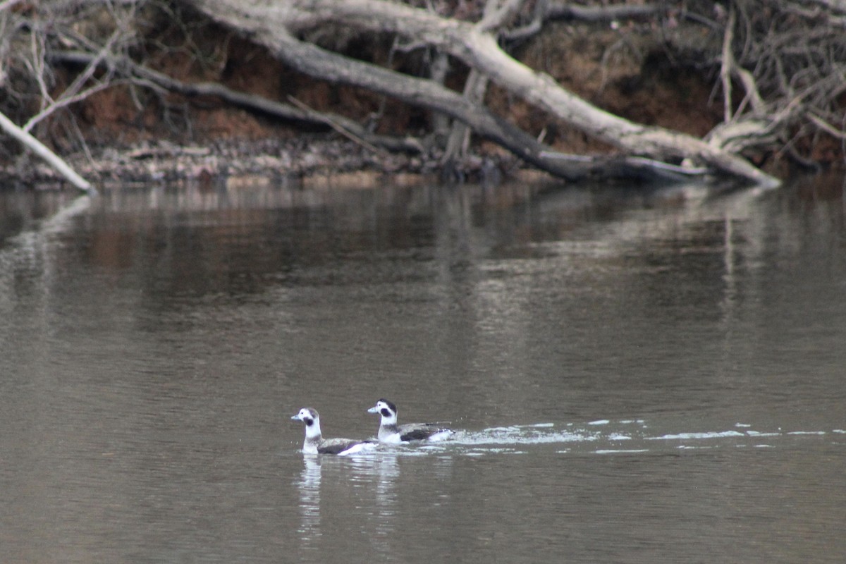 Long-tailed Duck - ML628156457