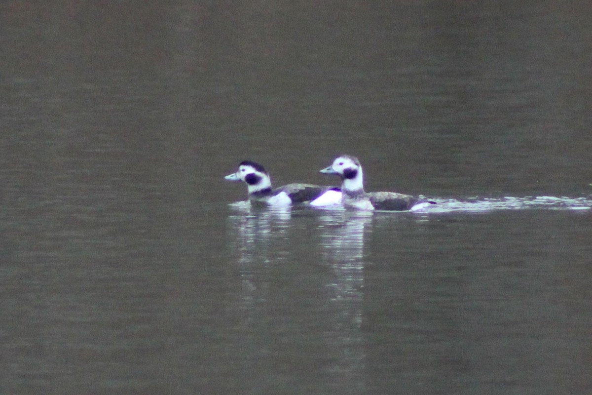 Long-tailed Duck - ML628156460