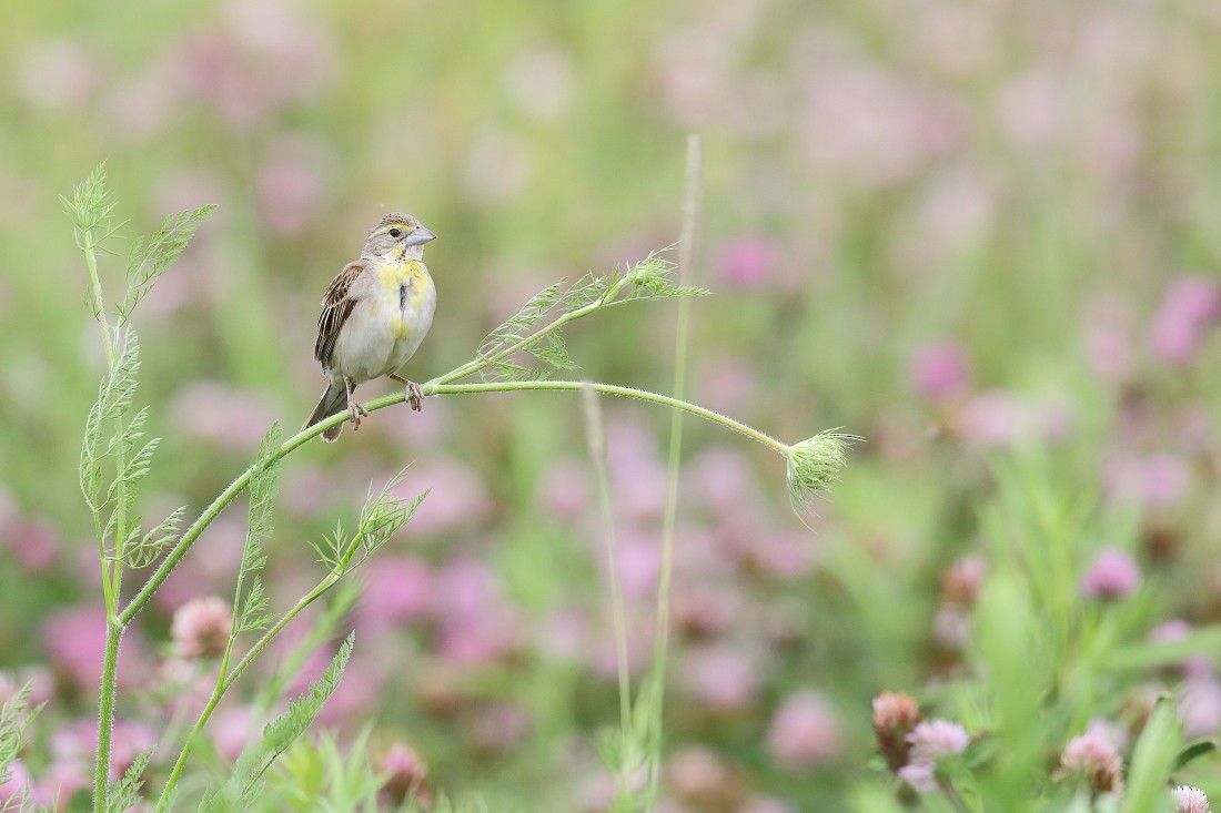 Dickcissel - ML62815651