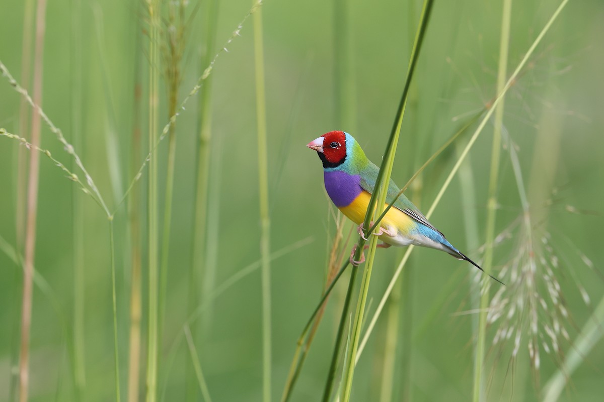 Diamant de Gould - ML628156642