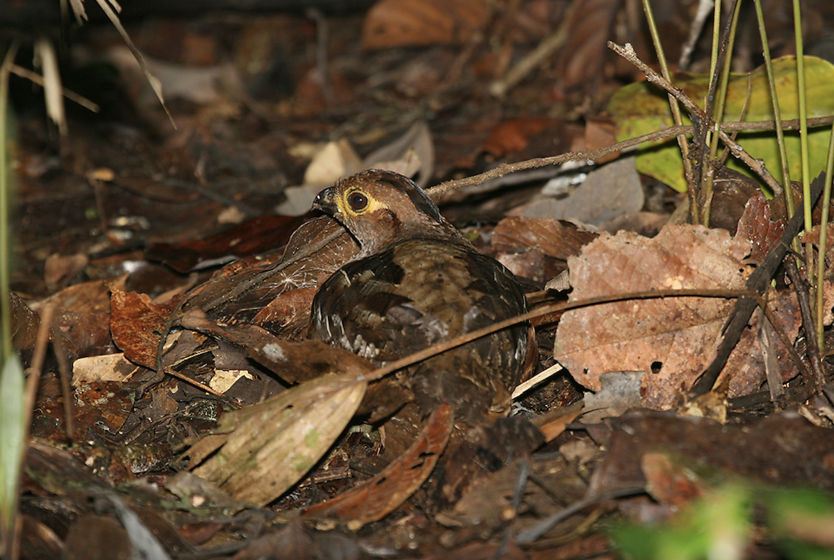 Starred Wood-Quail - ML628156720