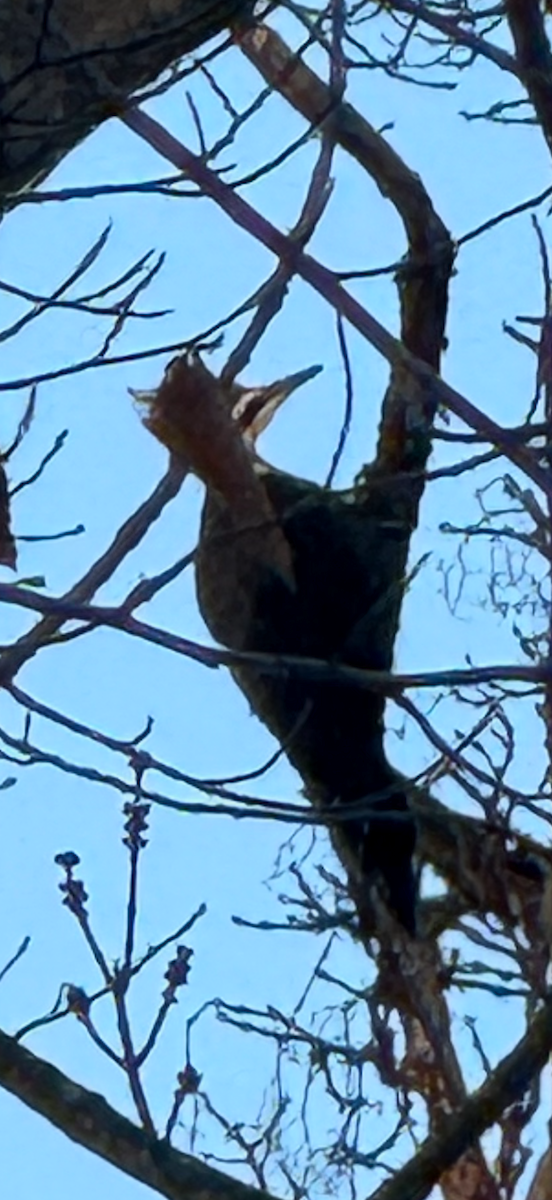 Pileated Woodpecker - ML628156820