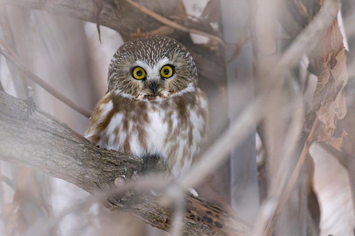 Northern Saw-whet Owl - Blair Dudeck
