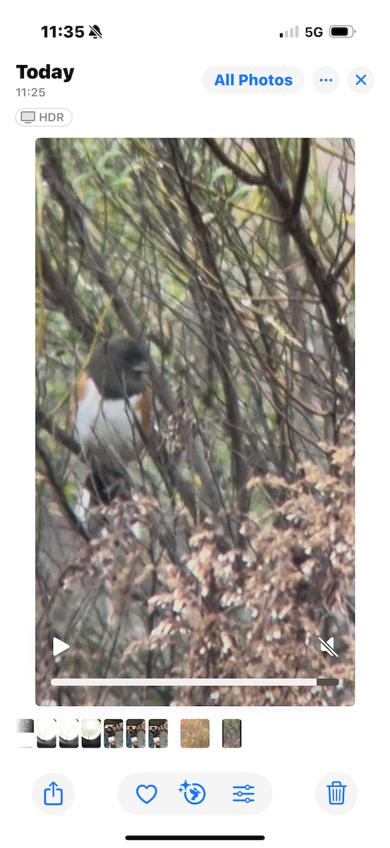 Spotted Towhee - ML628157030