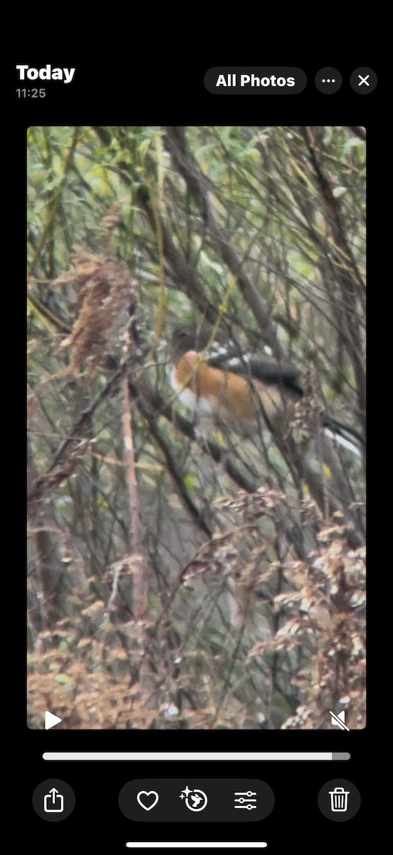 Spotted Towhee - ML628157031
