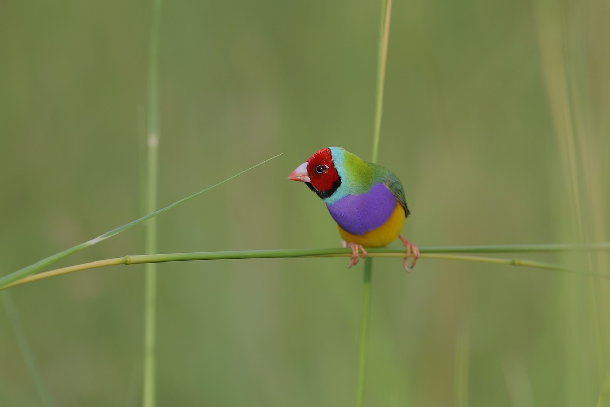 Diamant de Gould - ML628157088