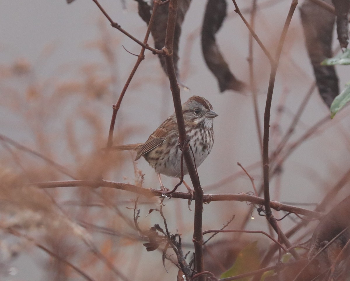 Swamp Sparrow - ML628157376