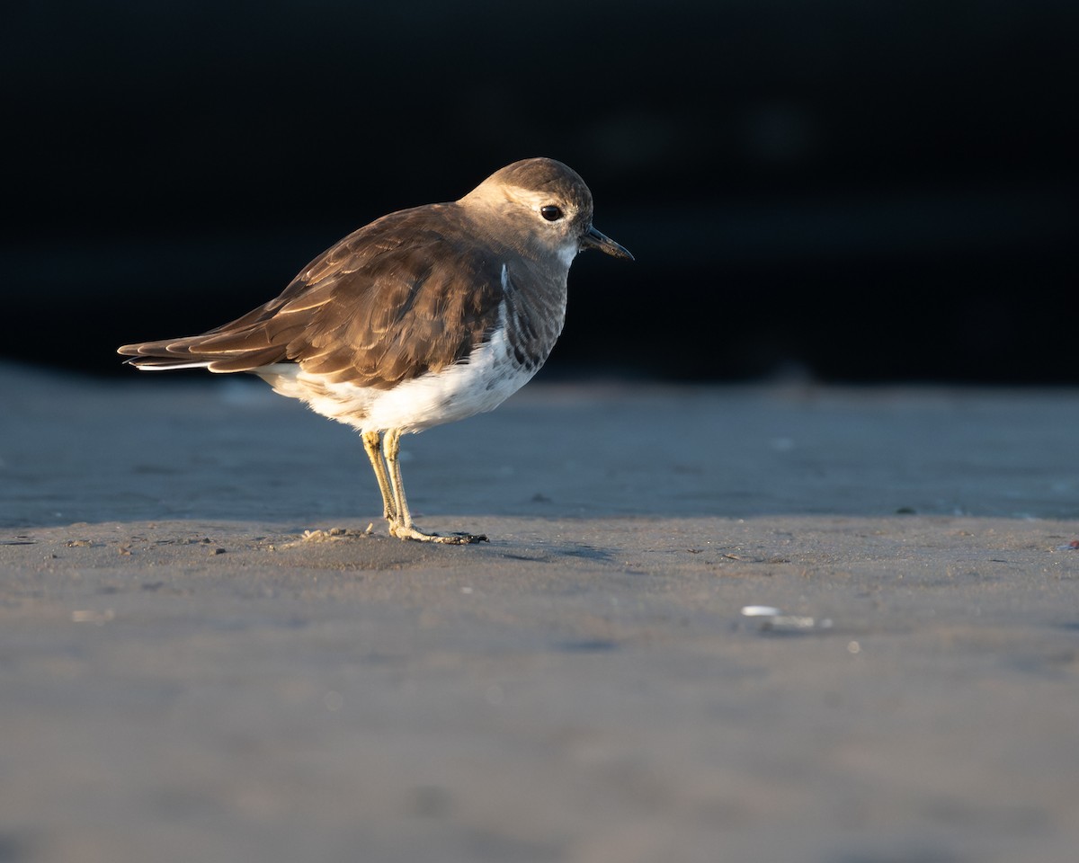 Rufous-chested Dotterel - ML628157485