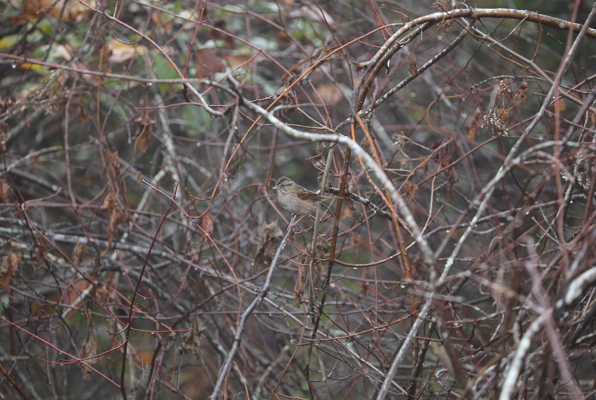 Swamp Sparrow - ML628157512