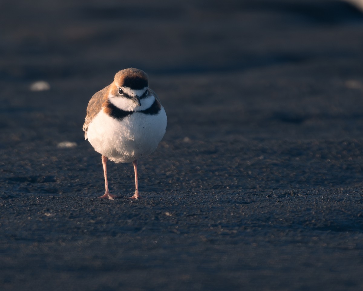 Collared Plover - ML628157539