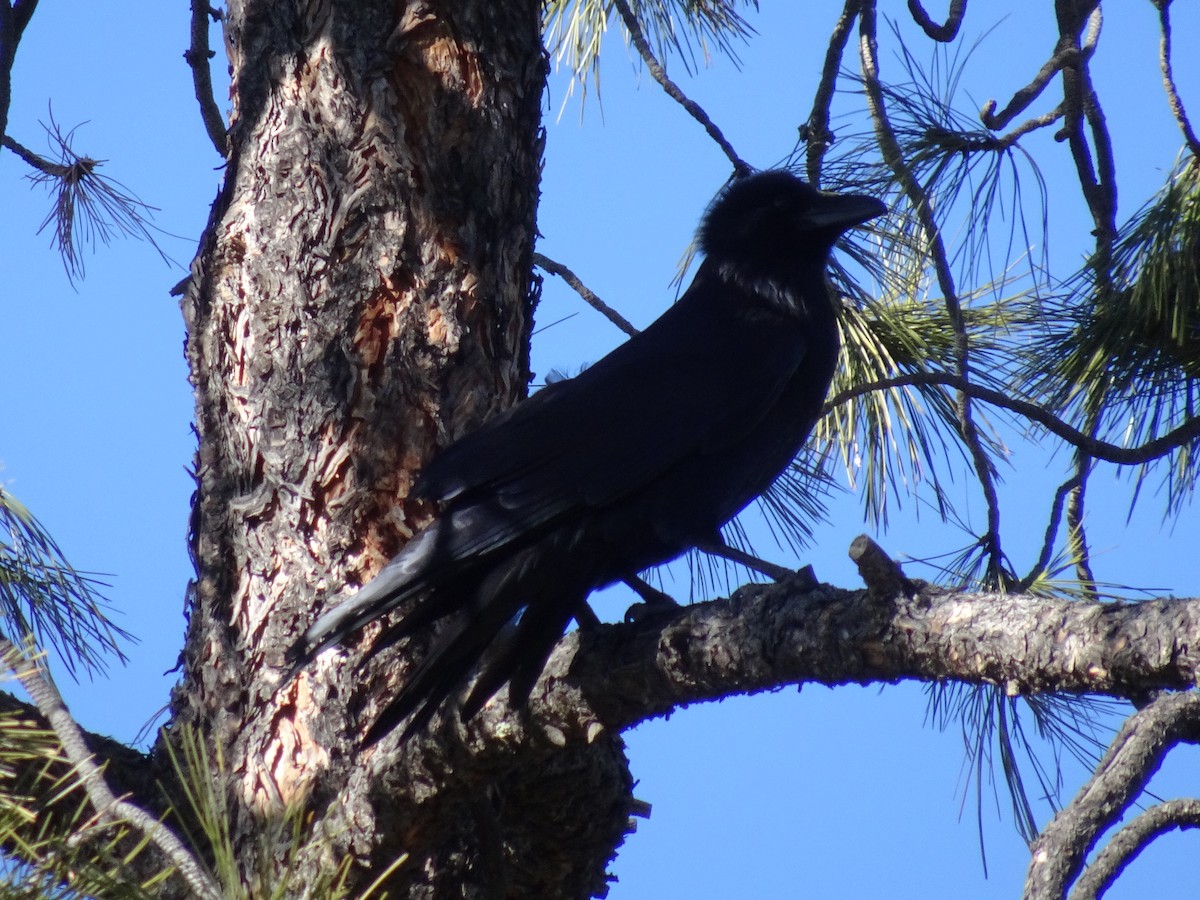 Common Raven - ML628157597