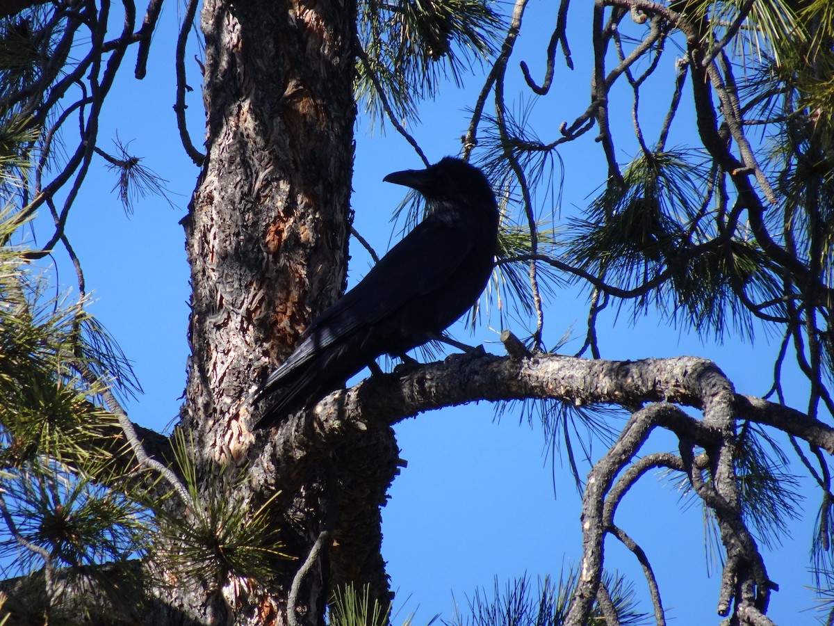 Common Raven - ML628157598