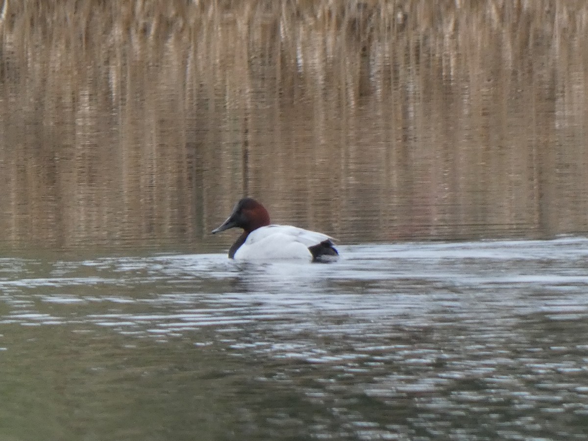 Canvasback - ML628157602