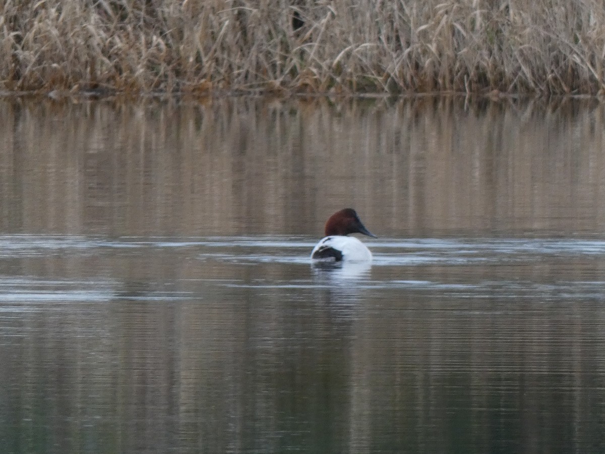 Canvasback - ML628157609