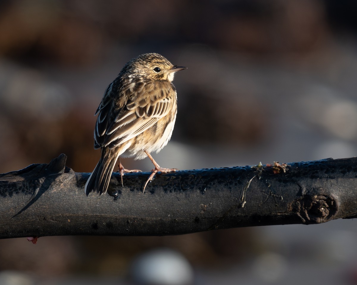 Correndera Pipit - ML628157616