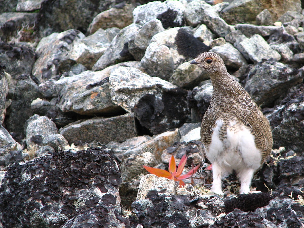 White-tailed Ptarmigan - ML628157789
